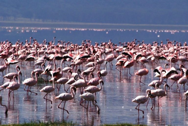 4 Days Masai Mara And Lake Nakuru Safari Sunnycreek Safaris 4963